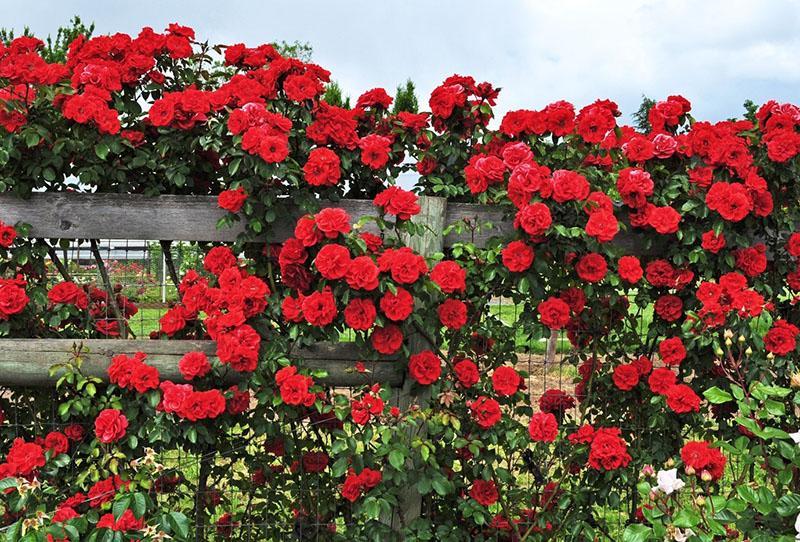 Плетистая роза красный маяк фото и описание