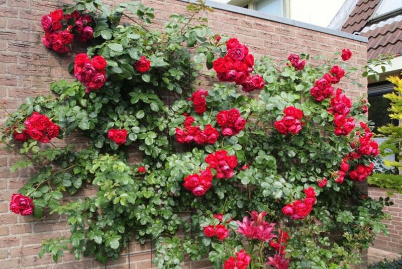пышный куст розы у стены