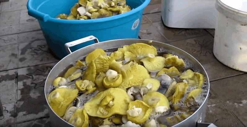 хорошо промыть грибы