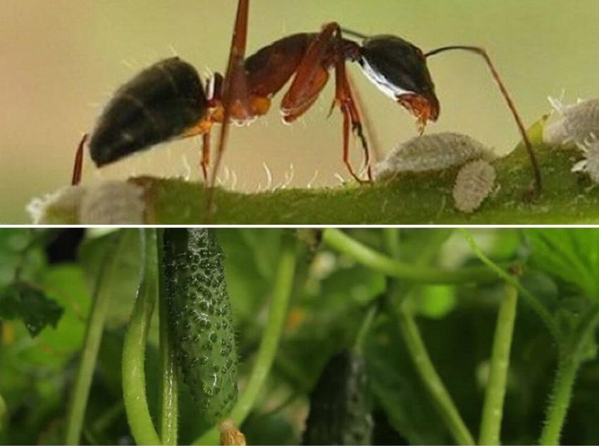 как избавиться от муравьев в огурцах