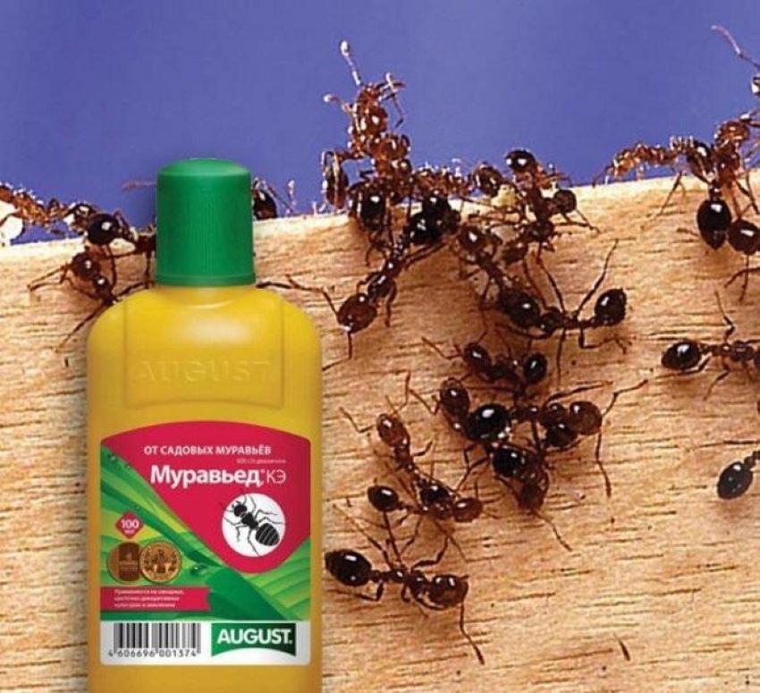 препарат муравьед