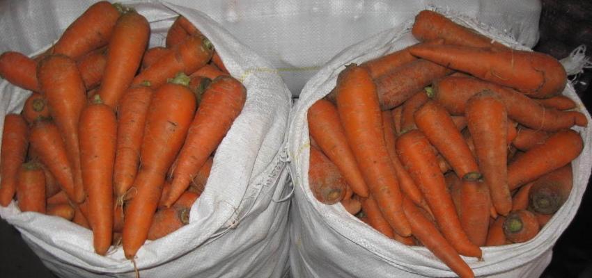 морковь в мешках