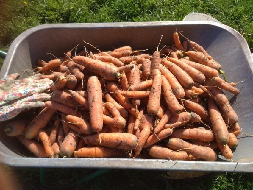 подготовка моркови к хранению