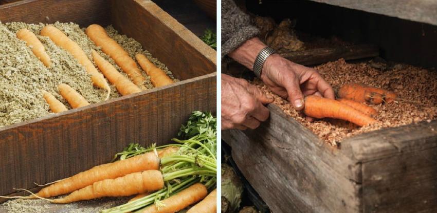 хранение моркови в опилках