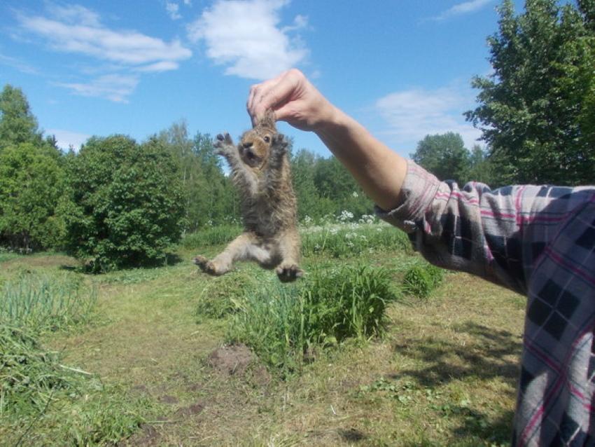 Как поймать кролика в огороде