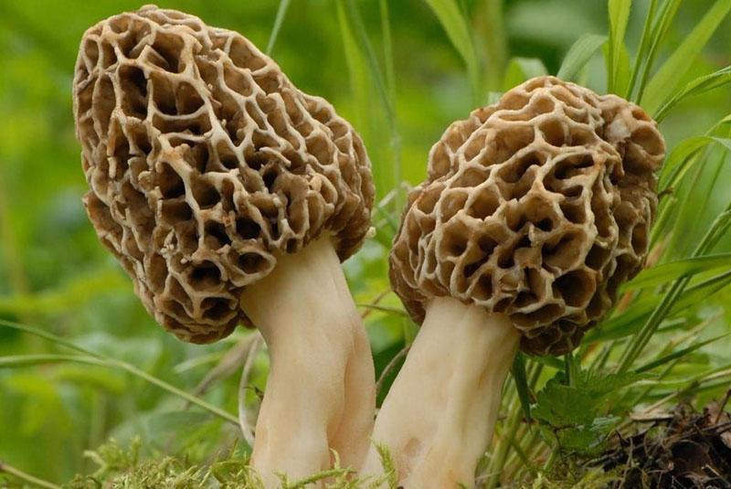 сумчатые грибы
