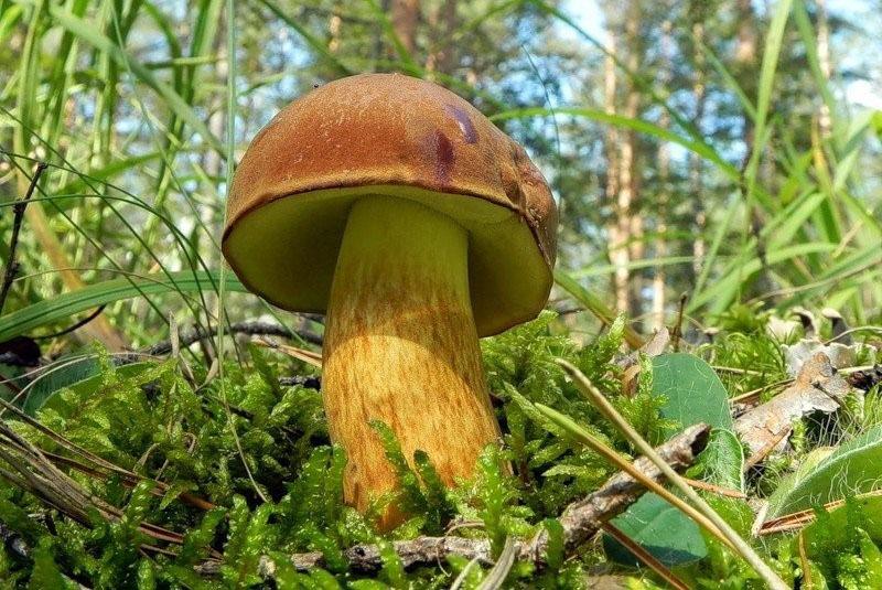 трубчатые грибы