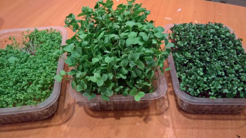 как вырастить микрозелень дома