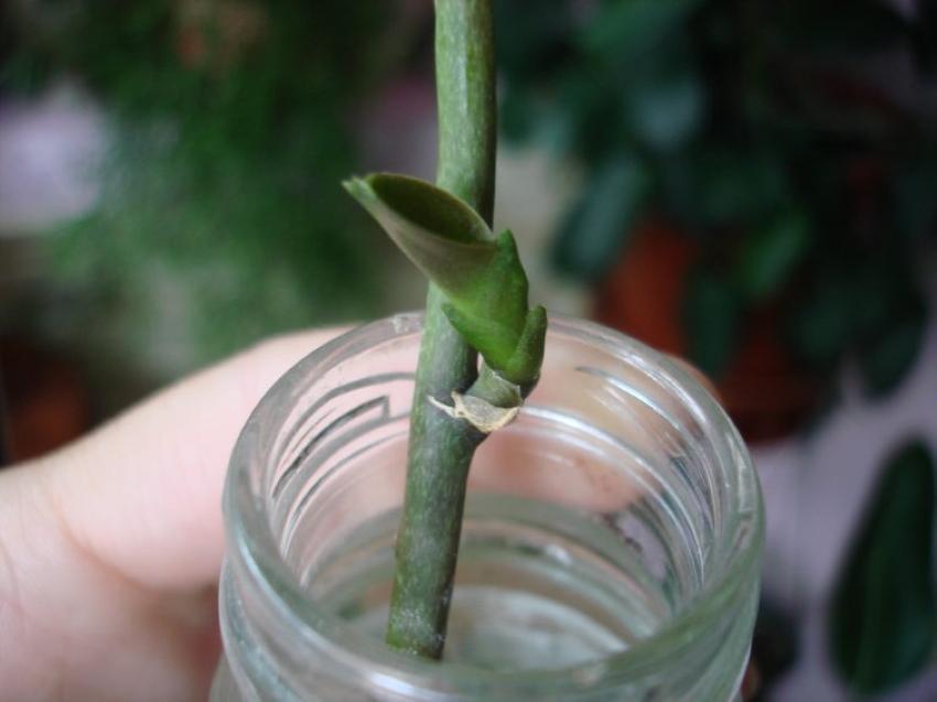 Как вырастить орхидею из стебля цветка?