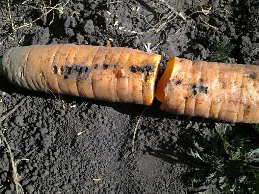 Почему морковь червивая и что делать, средства против вредителей