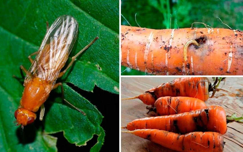 морковная муха на моркови