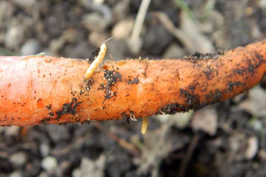 проволочник на моркови