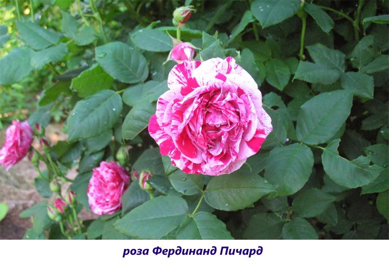 роза фердинанд пичард