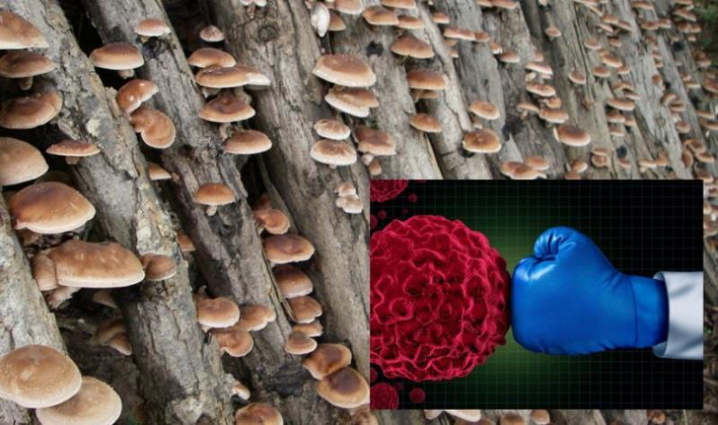 грибы шиитаке польза и вред