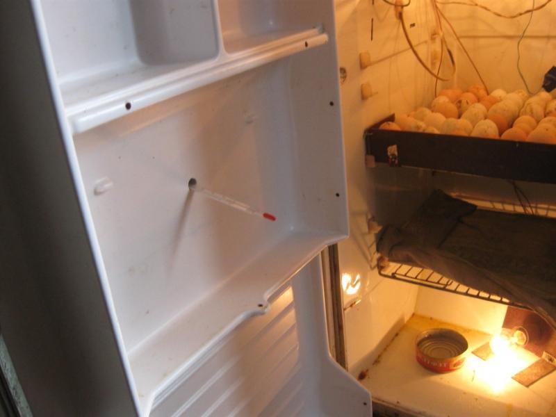 инкубатор из холодильника своими руками