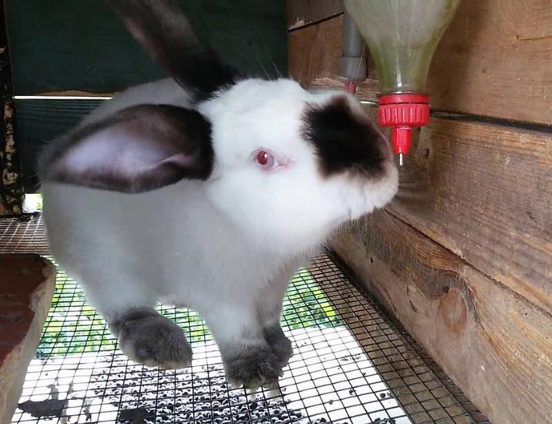 как сделать поилку для кроликов
