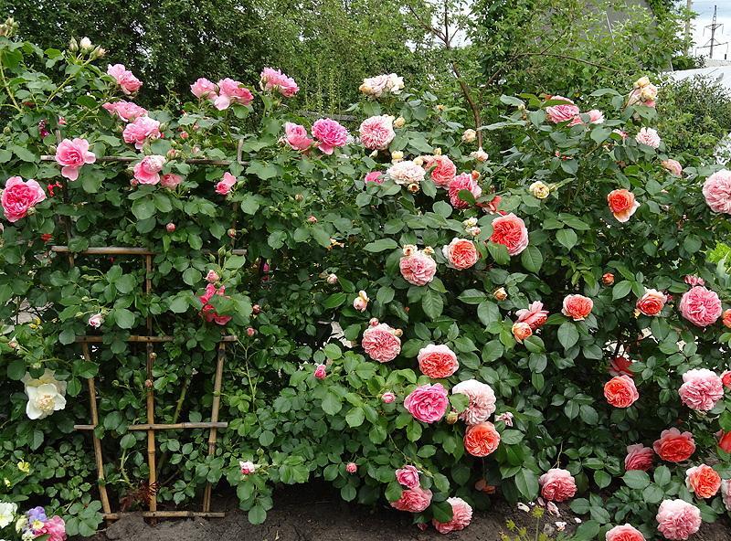 парковые розы фото с названиями