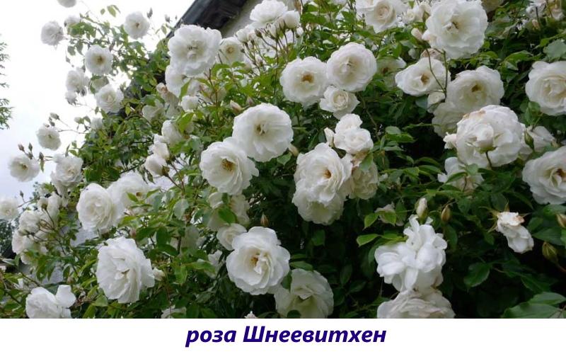 Белые парковые розы фото с названиями