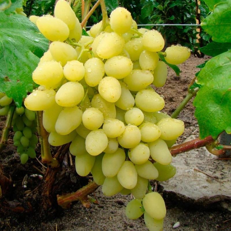 Сорт винограда вернисаж фото и описание