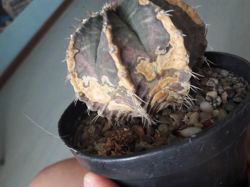Как вылечить кактус от грибка thumbnail