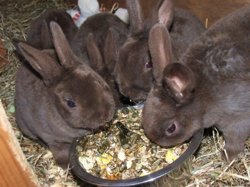 что едят кролики в домашних условиях