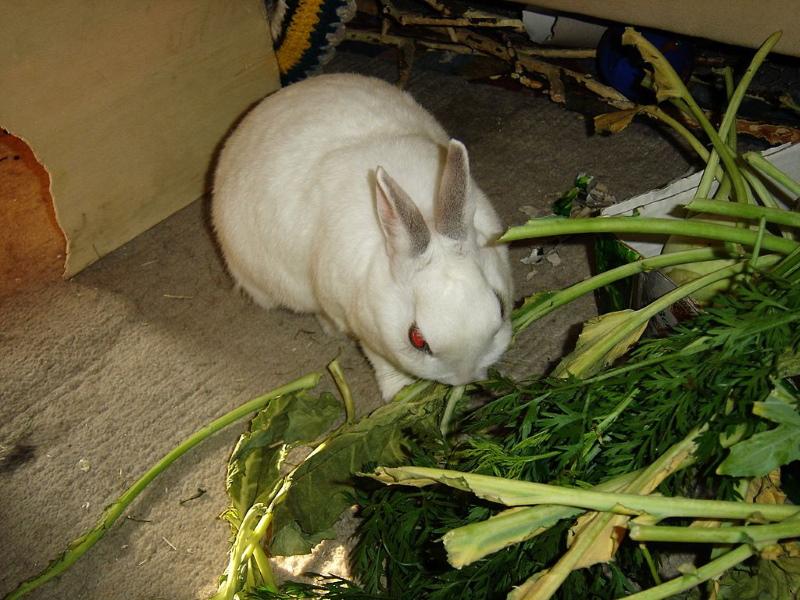 зеленые корма для кроликов