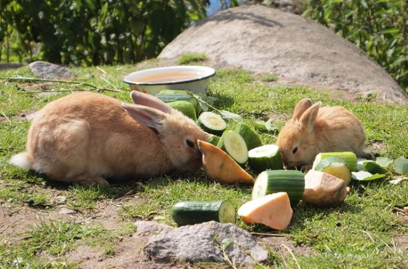 сочные корма для кроликов