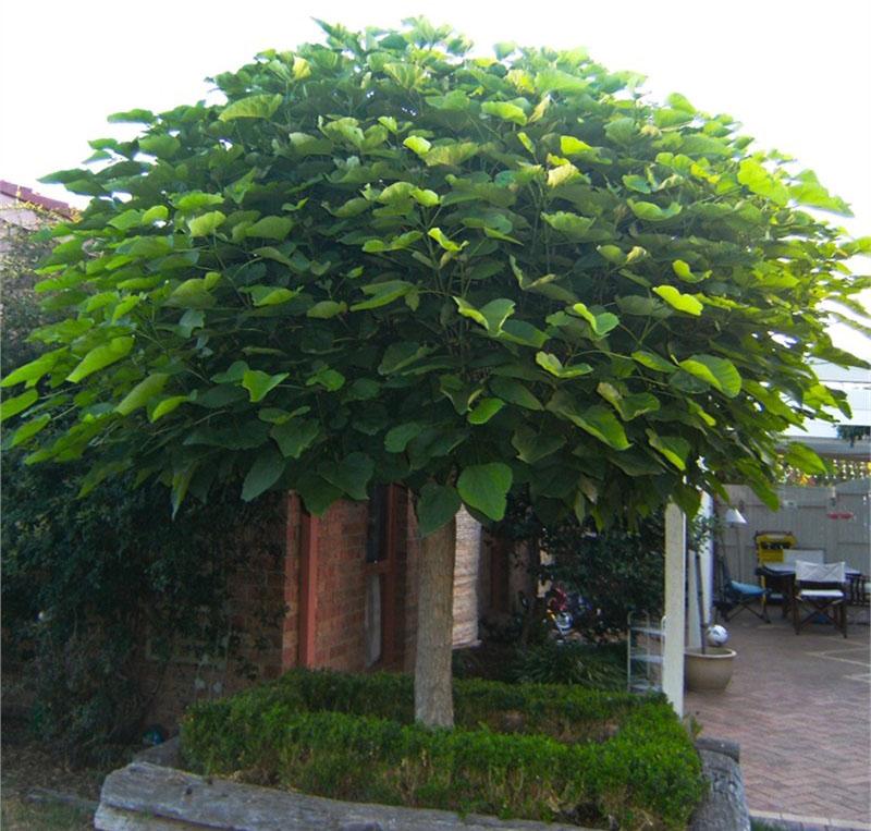 Дерево катальпа посадка и уход, особенности размножения семенами