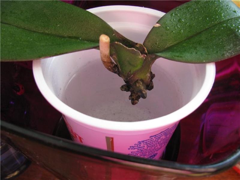 Реанимация орхидеи в воде