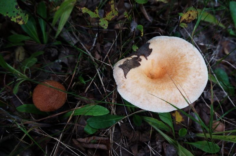 грибы волнушки фото и описание ложных видов