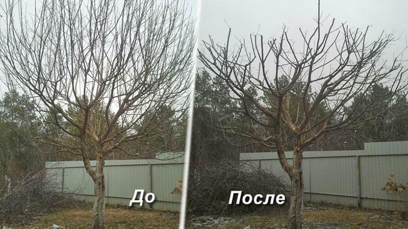 дерево до и после обрезки
