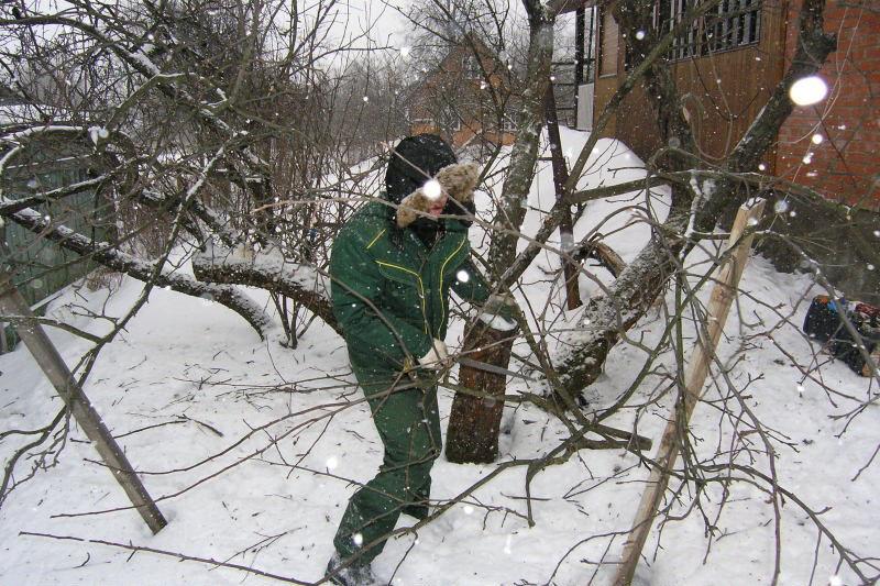 омолаживающая обрезка деревьев зимой