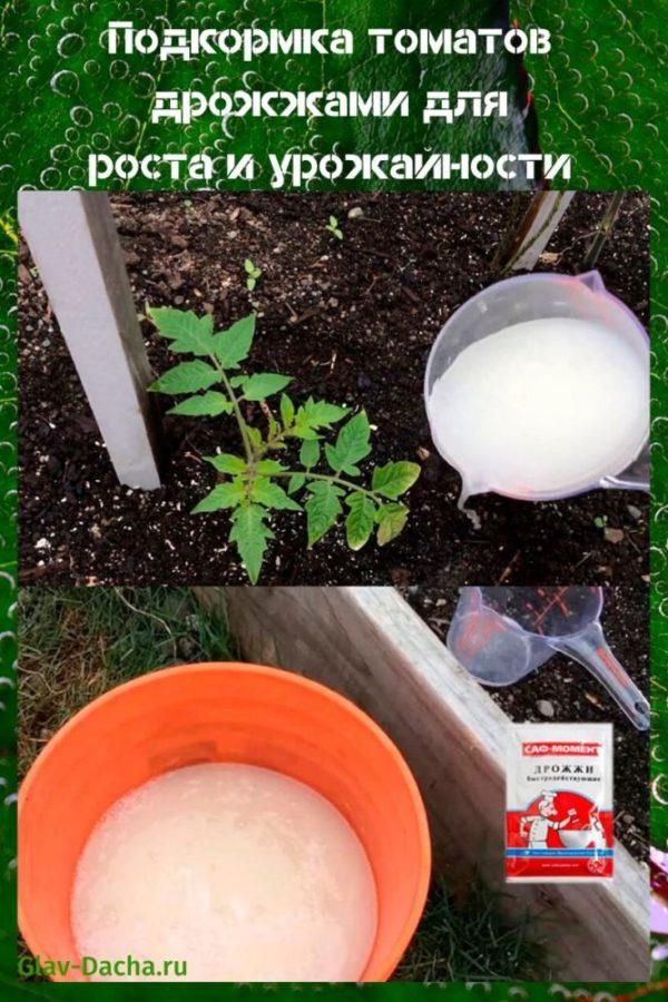 подготовка томатов дрожжами