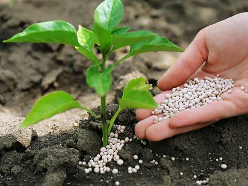 Калийная селитра – полезные свойства для растений и применение удобрений на огороде