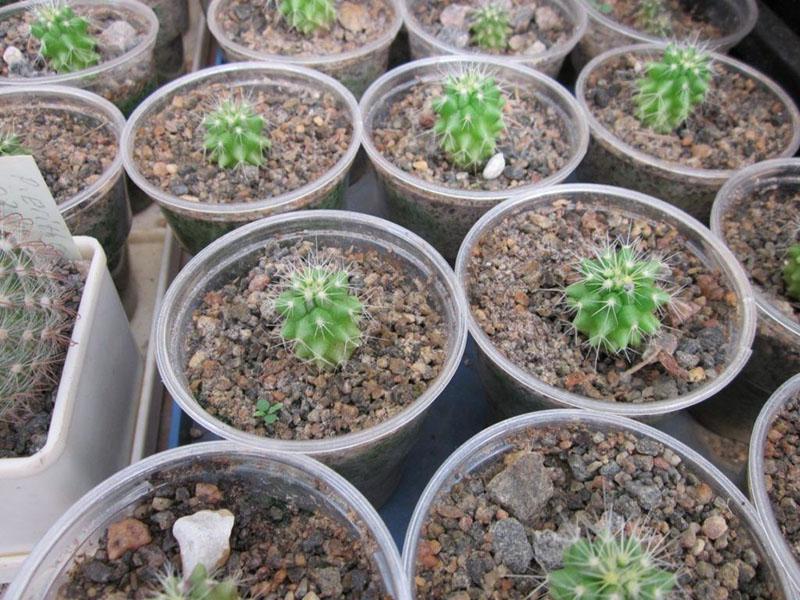 вегетативное размножение кактуса семенами