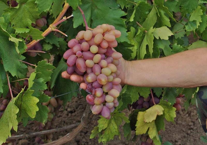 гроздь винограда преображение