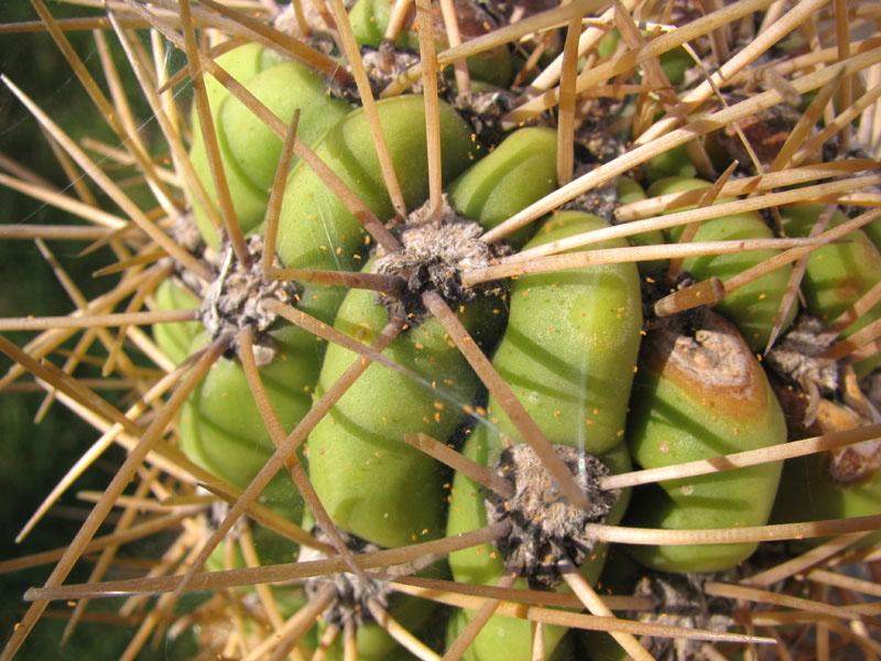 вредители кактусов паутинные клещи