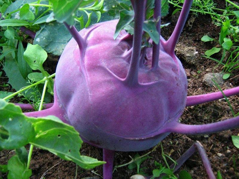 фиолетовый плод кольраби