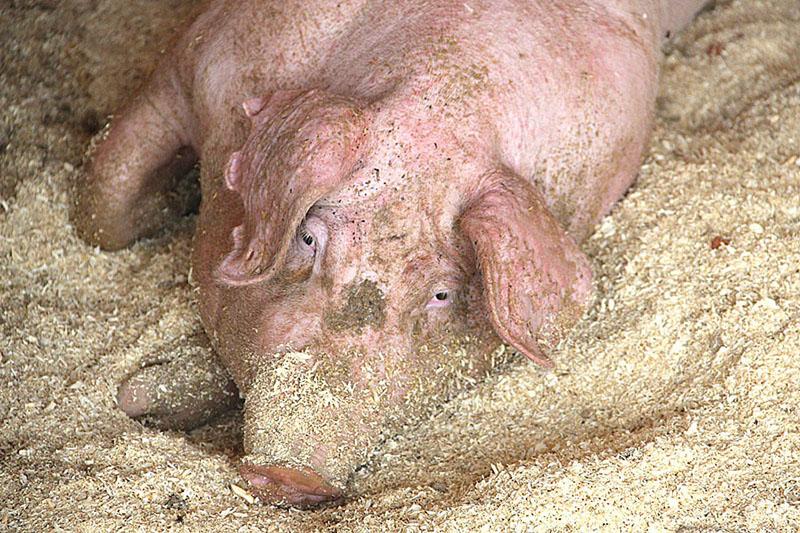 африканская чума свиней