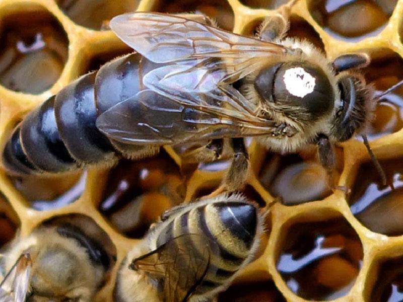 пчелы в улье