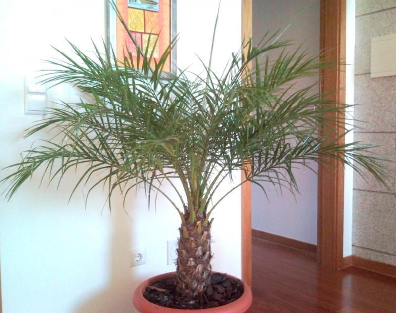 финиковая пальма уход в домашних условиях фото