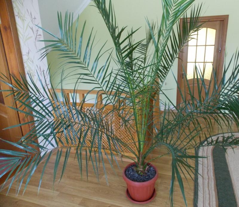 финиковая пальма уход в домашних условиях