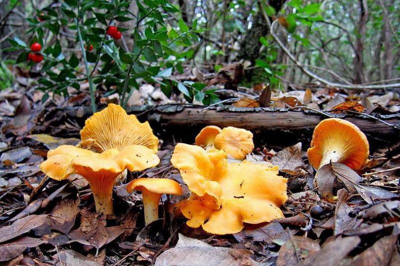 грибы лисички фото и описание ложные