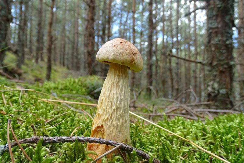 грибы в калининградской области фото и описание