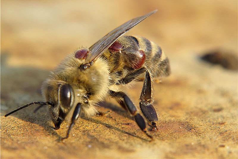 симптоматика заболевания пчел
