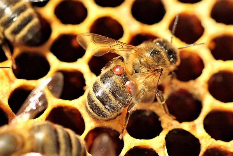 инфицированные пчелы