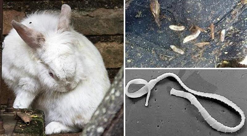 инструкция по применению альбена для кроликов