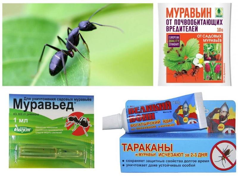 препараты от муравьев