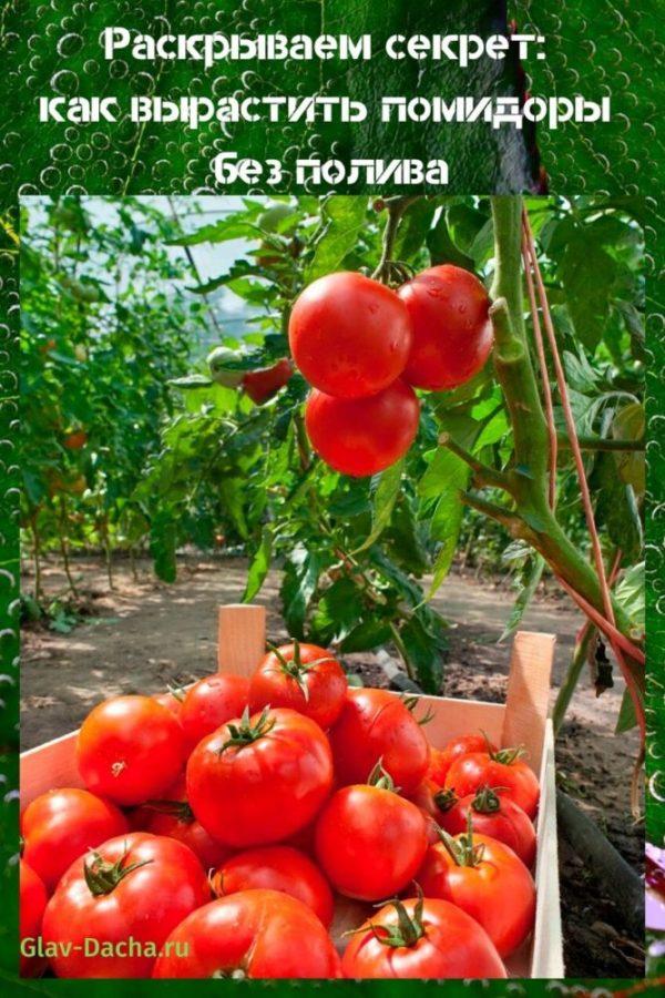 как вырастить помидоры без полива
