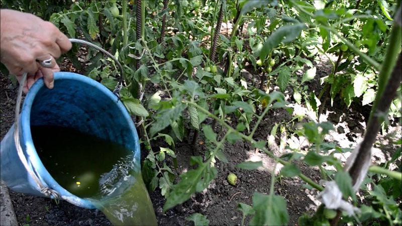 полив помидоров настоем крапивы